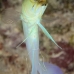 jawfish_yellowhead_dw_wc_v_0542_tci0901.jpg